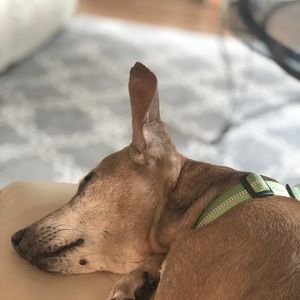 Meet your Posher, Molly